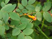 Phragmidium rosae-multiflorae image