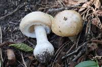 Amanita pantherinoides image