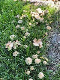 Candolleomyces candolleanus image