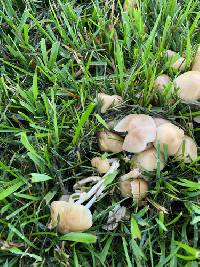Candolleomyces candolleanus image