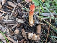 Phallus rugulosus image