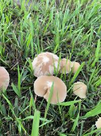 Candolleomyces candolleanus image