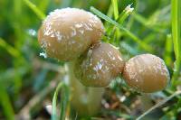 Candolleomyces candolleanus image