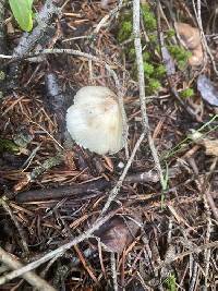 Pseudosperma sororium image