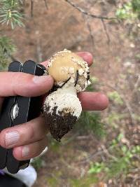 Amanita pantherinoides image