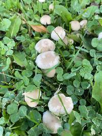 Candolleomyces candolleanus image