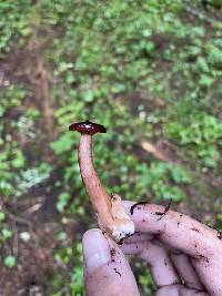 Lactarius badiosanguineus image