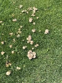 Candolleomyces candolleanus image
