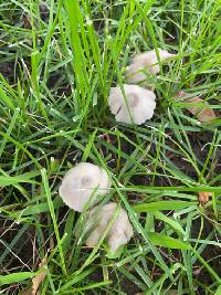 Candolleomyces candolleanus image