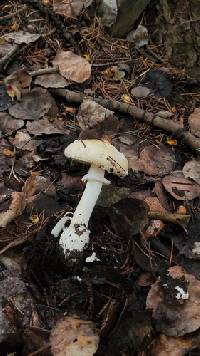 Amanita pantherinoides image