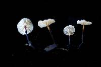 Pseudomarasmius pallidocephalus image