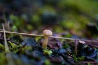 Clitocybe bresadolana image