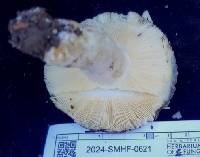 Russula atroglauca image