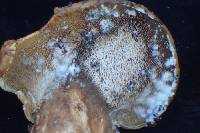 Hydnellum illudens image