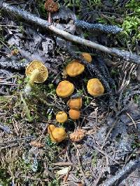 Calocybe naucoria image