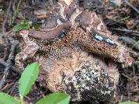 Hydnellum martioflavum image