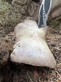Agaricus amicosus image