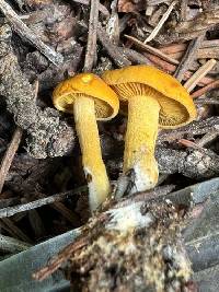 Calocybe naucoria image