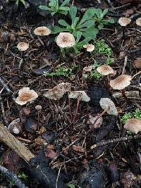 Pseudomarasmius pallidocephalus image