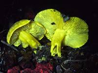 Calocybe naucoria image