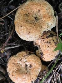 Lactarius pseudodelicatus image
