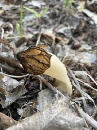 Morchella populiphila image