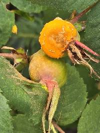 Phragmidium rosae-multiflorae image