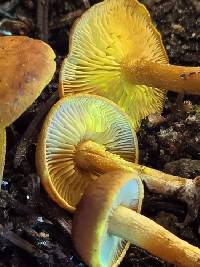 Calocybe naucoria image