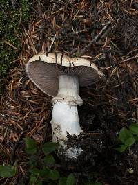 Agaricus amicosus image