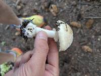 Amanita pantherinoides image