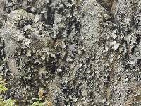 Umbilicaria americana image