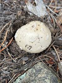 Amanita pantherinoides image