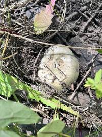 Russula atroglauca image
