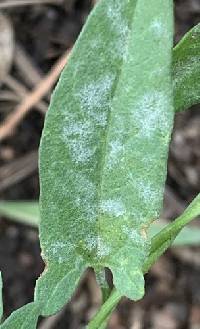 Erysiphe convolvuli image
