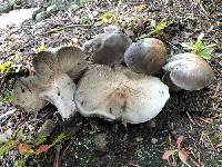 Tricholoma smithii image