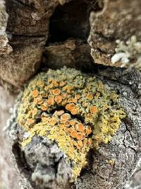 Xanthomendoza montana image