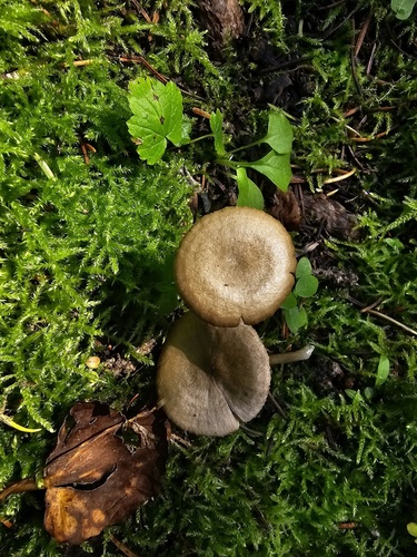 Entoloma fuligineocinereum image