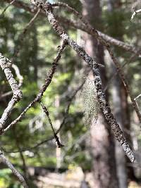 Usnea barbata image