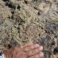 Lobothallia alphoplaca image