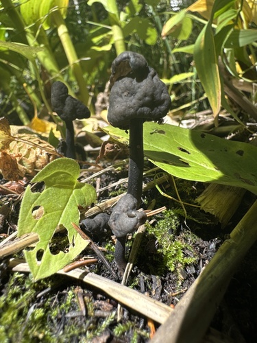 Helvella fallax image