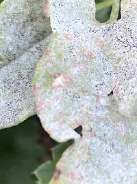 Erysiphe convolvuli image