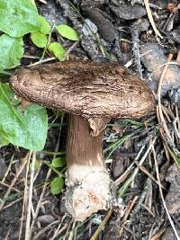 Agaricus amicosus image