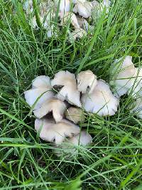 Candolleomyces candolleanus image