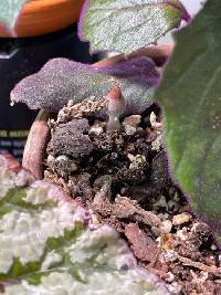 Leucocoprinus ianthinus image