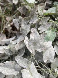 Erysiphe convolvuli image