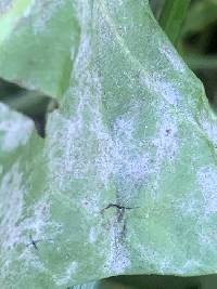 Podosphaera erigerontis-canadensis image
