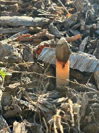 Phallus rugulosus image