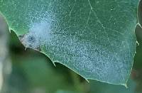 Erysiphe berberidis image