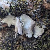 Umbilicaria americana image