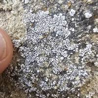 Acarospora strigata image